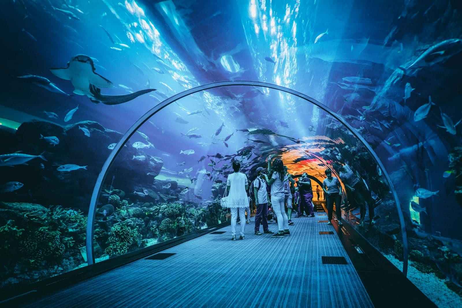 National Aquarium AUH (General Admission) - Ticket Only