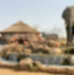 Dubai Safari Park (Safari Journey Package Pass) with Private Transfers