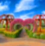 Miracle Garden - Ticket Only