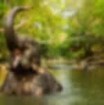 Elephants Day Out- Elephant Jungle Sanctuary (Shared Transfer)