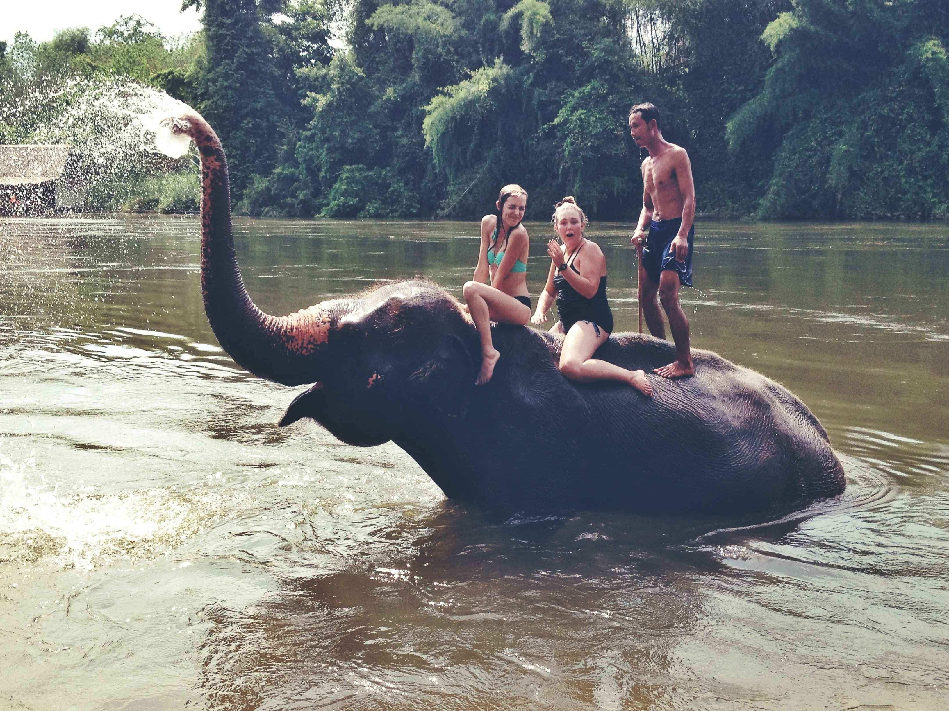 Feeding and Elephant Walk in 30 Mins + Enjoying Elephant Bathing (Pick up for hotels in Patong, Kata, Karon & Kamala)