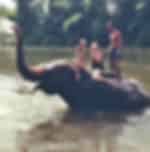 Feeding and Elephant Walk in 30 Mins + Enjoying Elephant Bathing (Pick up for hotels in Patong, Kata, Karon & Kamala)