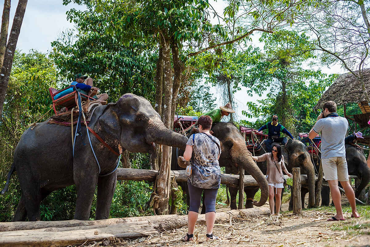 Jungle Sea View Elephant Trekking 60 Minutes