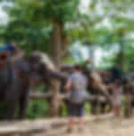 Elephant Trekking 30 Minutes And Monkey Show 30 Minutes
