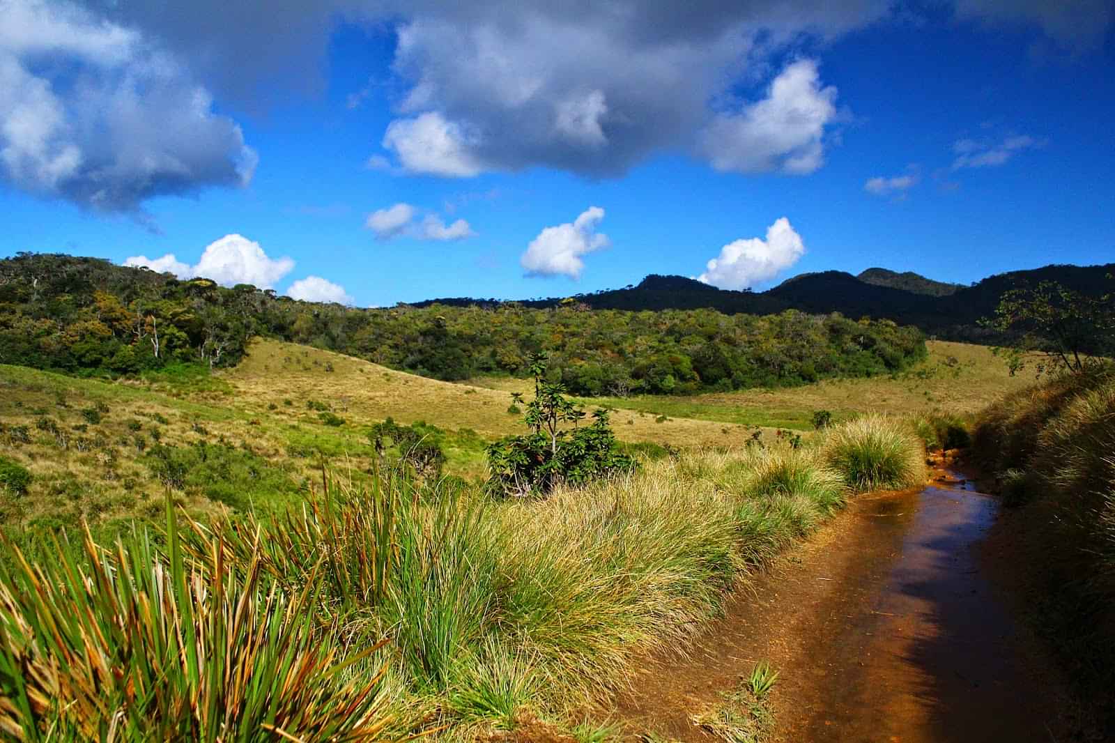 Horton Plains - Jeep Transfer for 06 Pax (3hours) - SIC Transfers