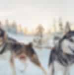Husky Safari - 2 hours