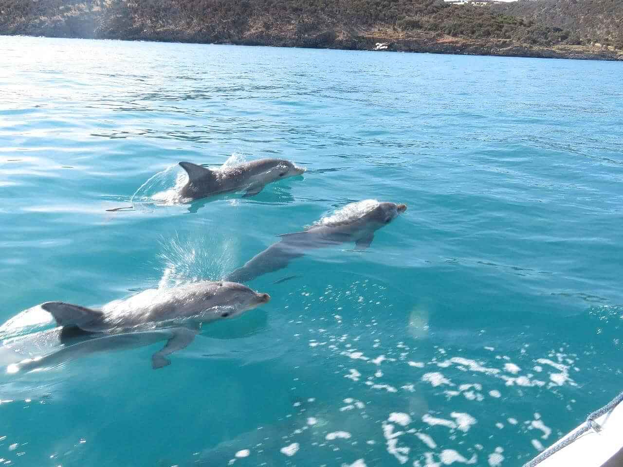 2 hour dolphin including snorkelling and Casela entrance With Private Transfers