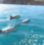 2 hour dolphin including snorkelling and Casela entrance With Private Transfers