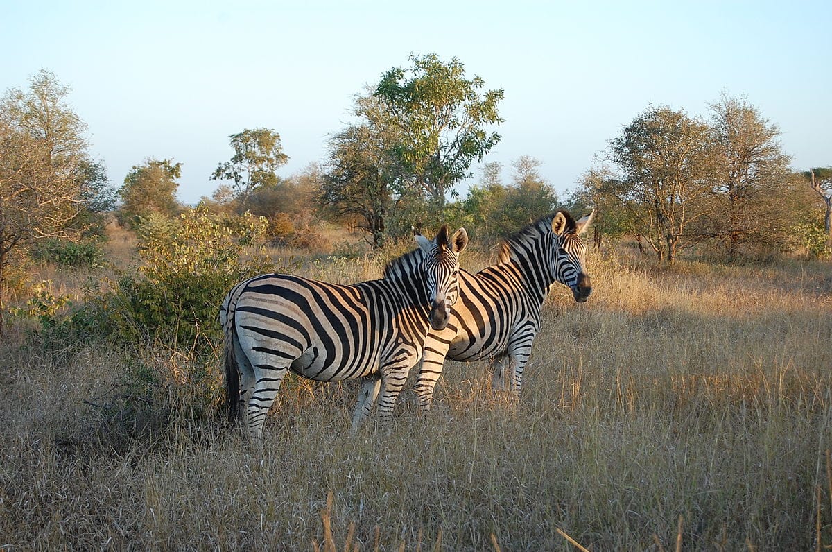 Johannesburg: Affordable 3 Day Safari Adventure in Kruger
