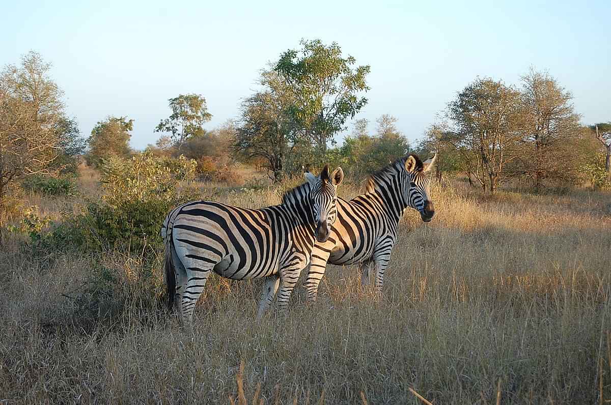 Johannesburg: Affordable 3 Day Safari Adventure in Kruger