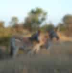 Johannesburg: Affordable 3 Day Safari Adventure in Kruger