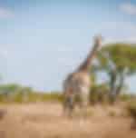 Kruger National Park Full-Day Game Drive