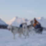 Lapland Husky Sled Safari from Tromso