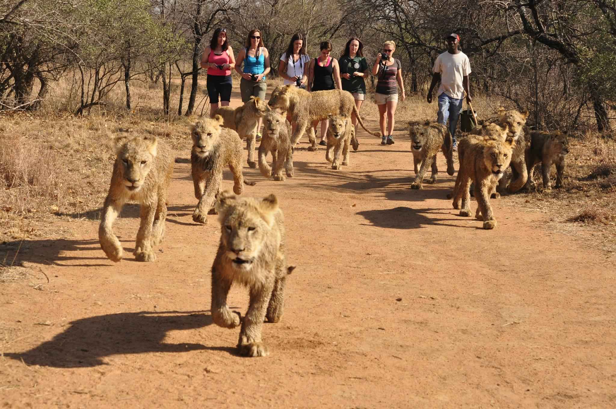 From Johannesburg: Lion & Safari Park Half-Day Tour