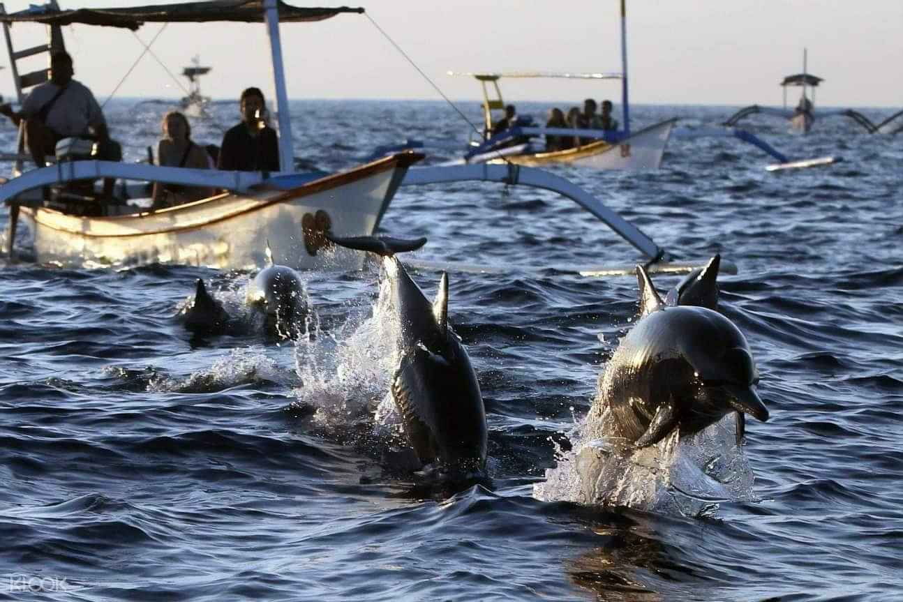 Lovina Dolphins watching tour (Private transfers)