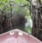 Adventure & Tranquility in Bentota: Water Sports, Madu River Safari, Turtle Hatchery & Lunuganga Estate , Cinnamon island with private transfers.