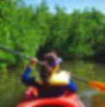 Mangrove Geopark by Kayak with Shared Transfers