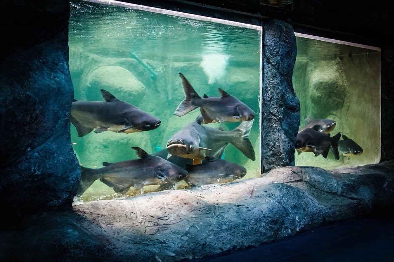 Pattaya-Monster Aquarium Entry With Private Transfer