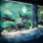 Phuket-AR Aquarium with Private Transfer