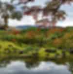 Nara Day Trip from Kyoto (Using JR pass)