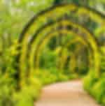 National Orchid Garden - with private transfers