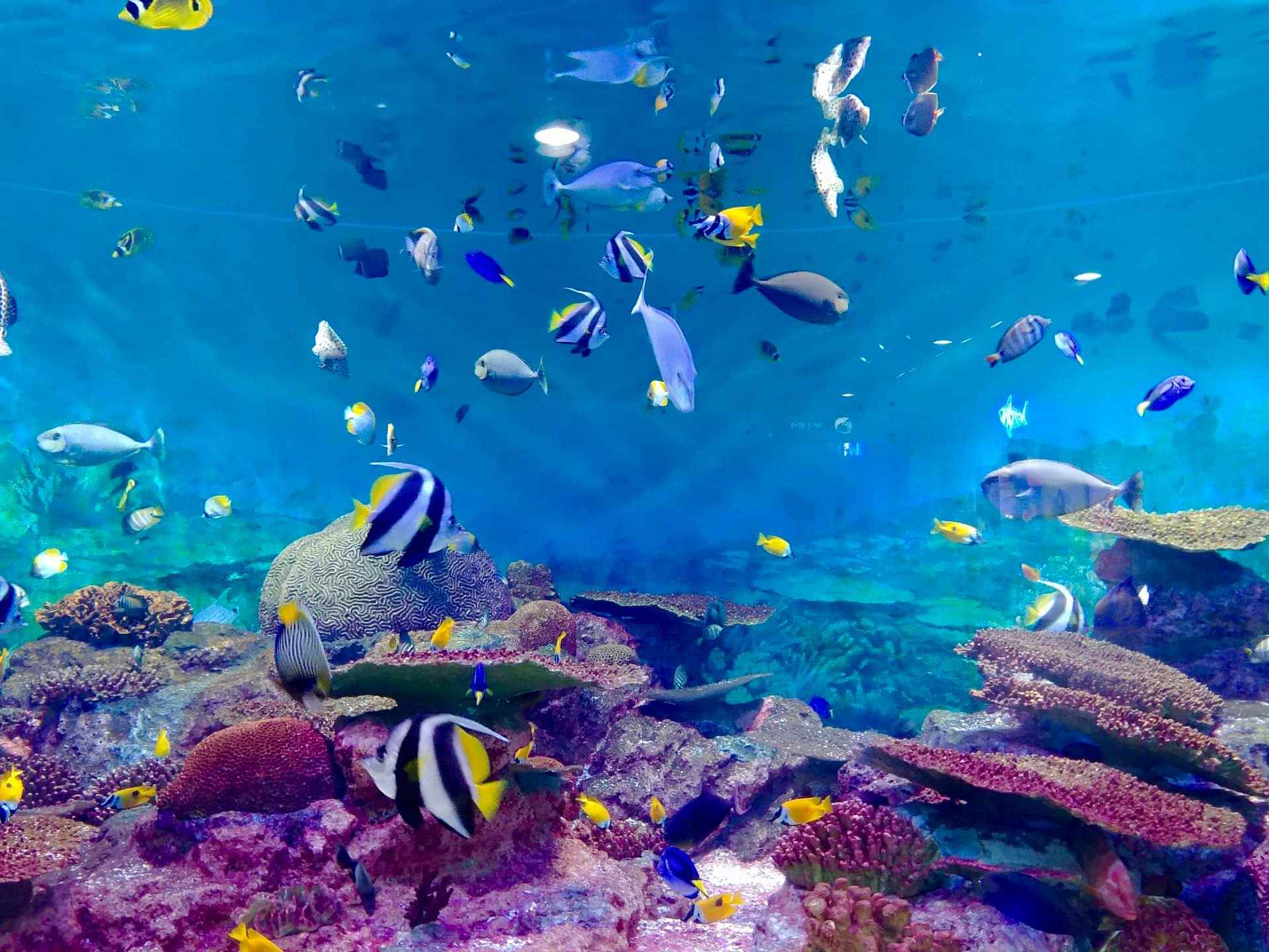 Odysseo - Oceanarium Mauritius