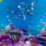 Odysseo - Oceanarium Mauritius