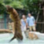 Pattaya Tiger park ( Medium tiger )