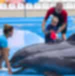 Pattaya Dolphinarium (Regular )