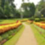 Full day tour of Kandy with Temple of Sacred Tooth Relic, Royal Botanical Garden, Gem Arcade, Museum, Kandy Cultural Show and Kandy temple