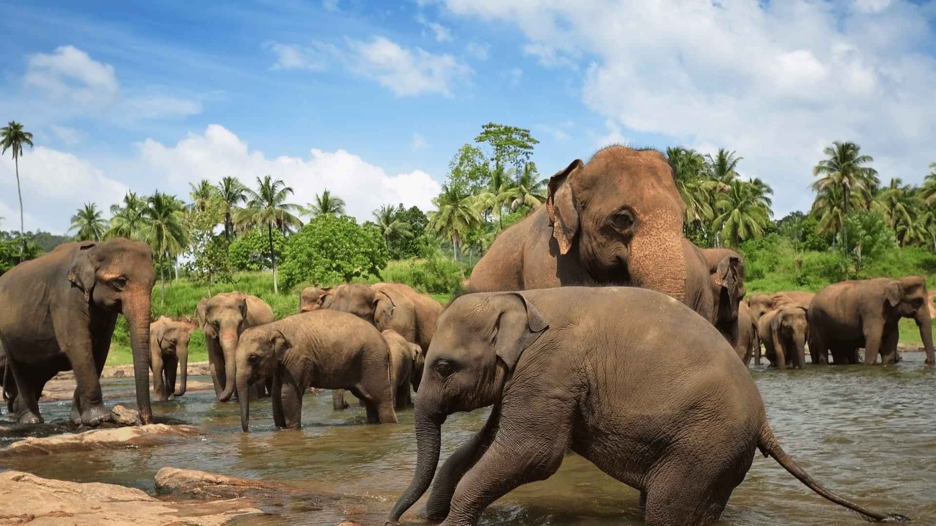 Kandy full day city tour -Pinnawala elephant orphanage( enroute from colombo ),Peradeniya Botanical Garden , Temple of Tooth relic , Gem Museum ,cultural show , Kandy lake , Spice garden.