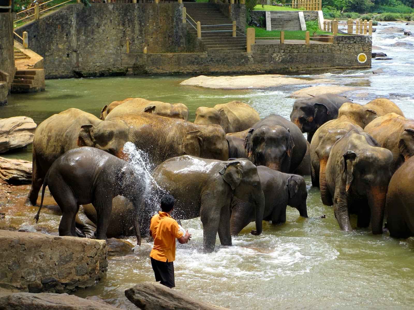 Pinnawala Elephant Orphanage Day Tour