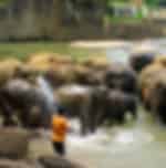 Pinnawala Elephant Orphanage- Entrance Fee 5 USD Per Person Pay Directly
