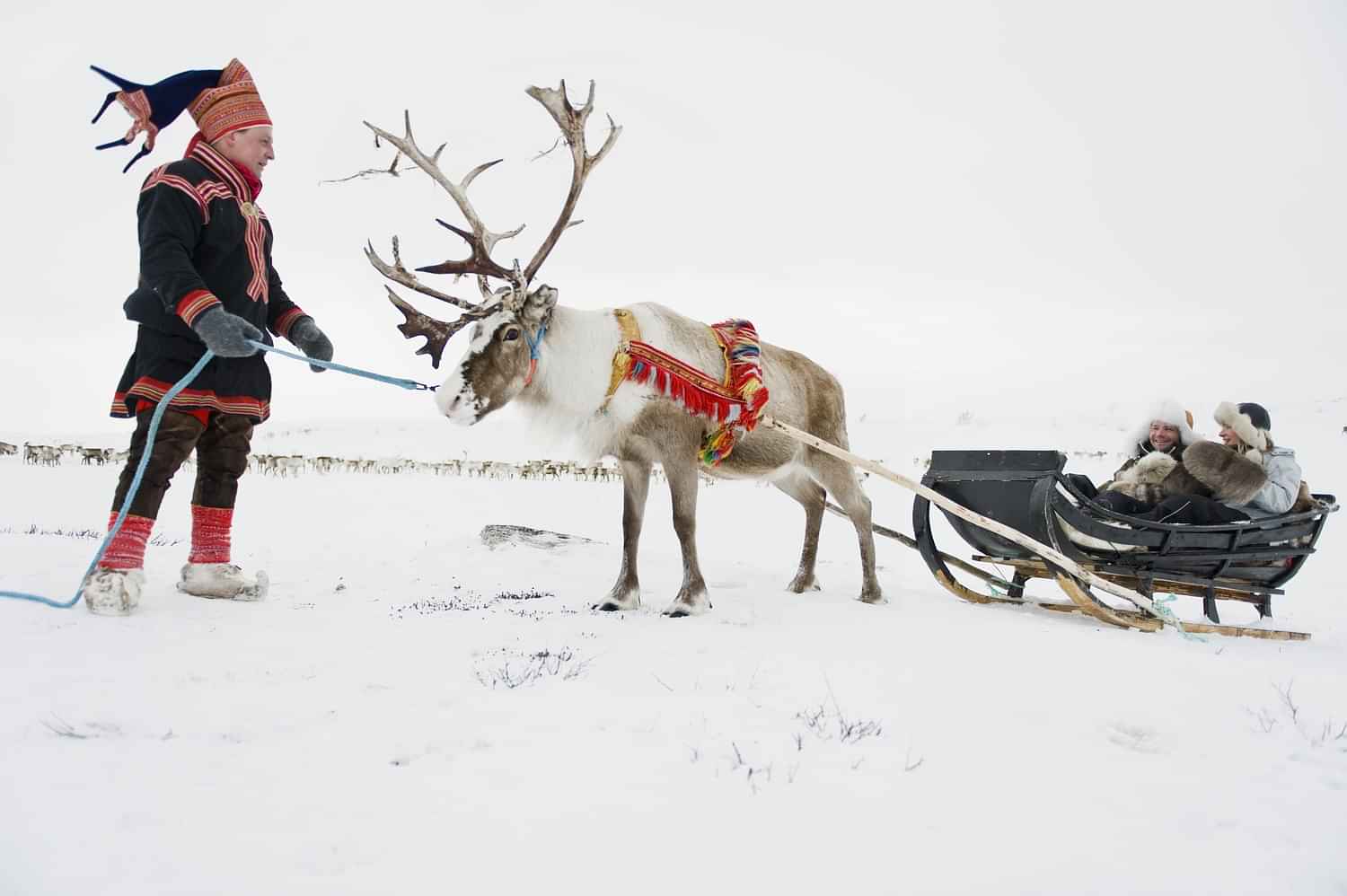 Kola Sami people and reindeers farm tour