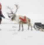 Kola Sami people and reindeers farm tour