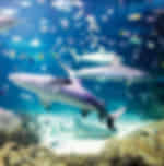 Sydney Attraction Passes- 2 Attraction Pass - Inbound