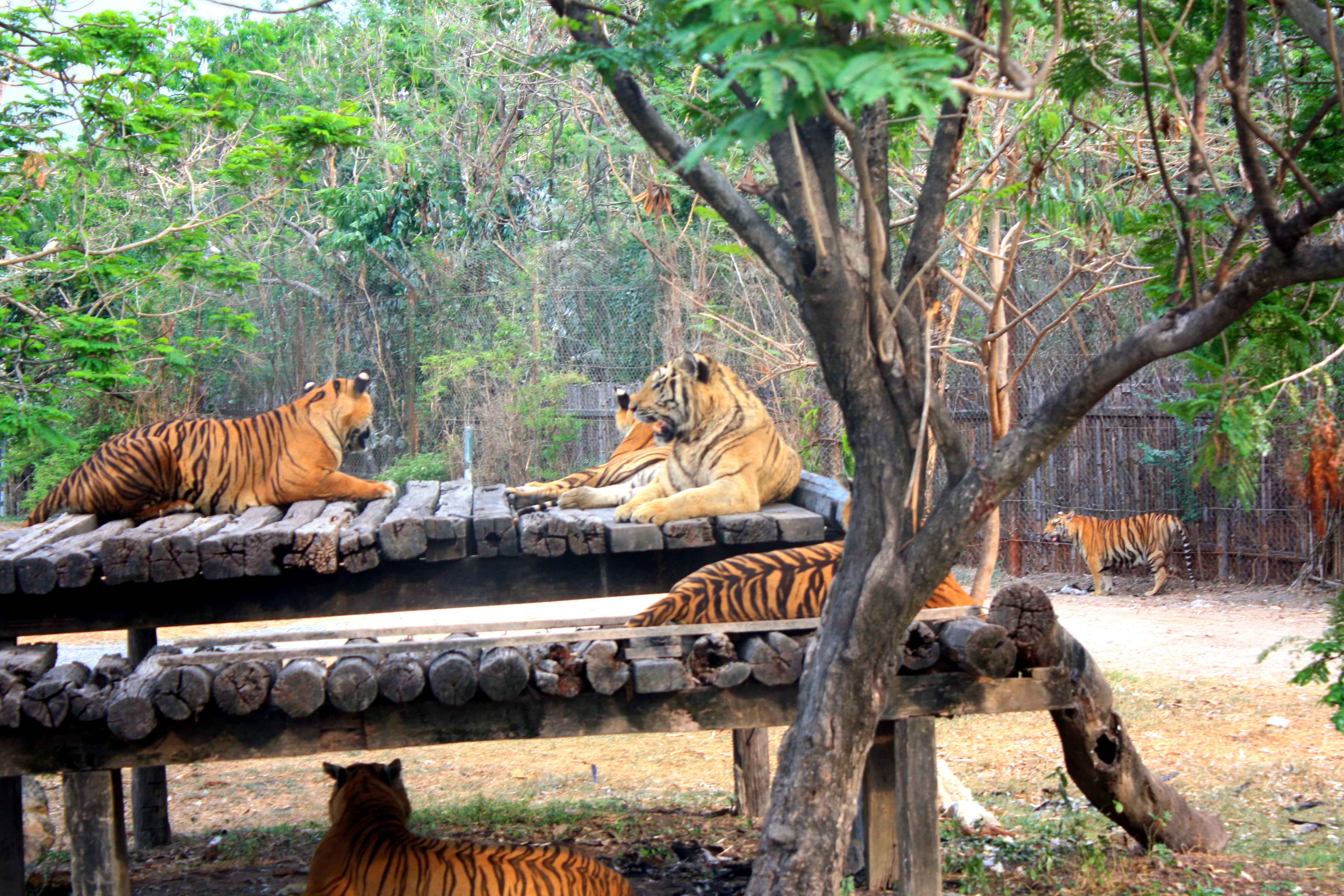 Safari Park and Marine Park: Entrance only