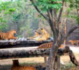 Amazing Bangkok Couple Packages