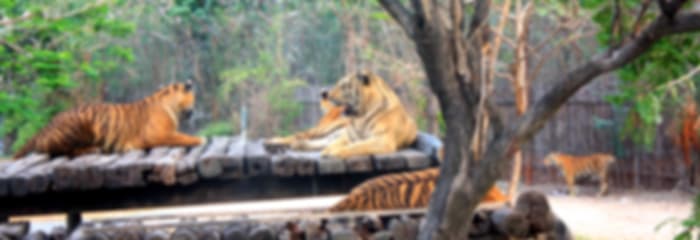 Amazing Bangkok Couple Packages