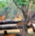 Safari Park tour with transfers