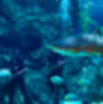 Bangkok SEA LIFE & Madame Tussauds