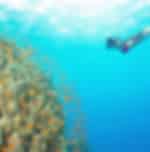 Snorkeling trip at Giftun Island with Shared Transfers