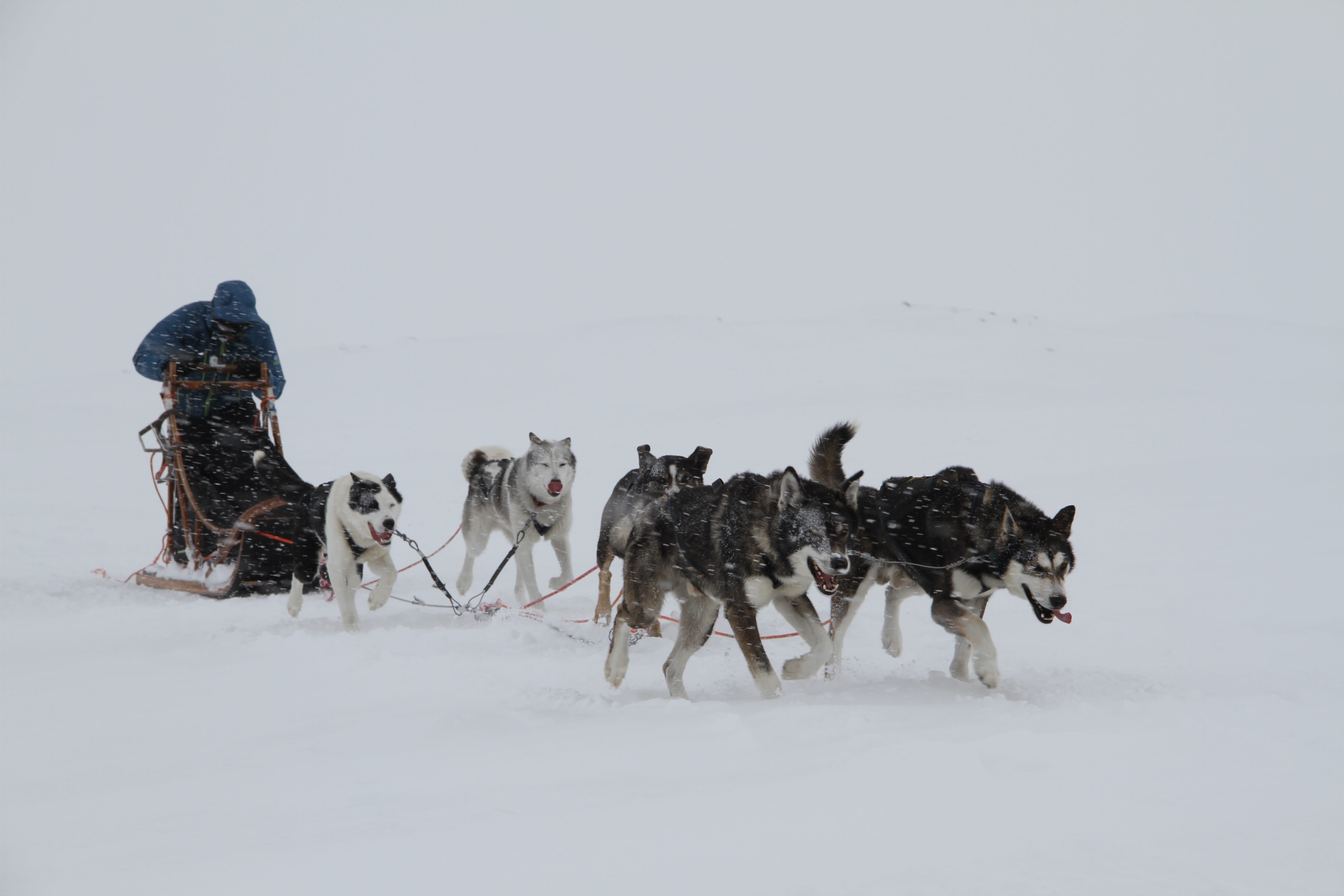 Snowy Trails Husky Safari (10 Km)
