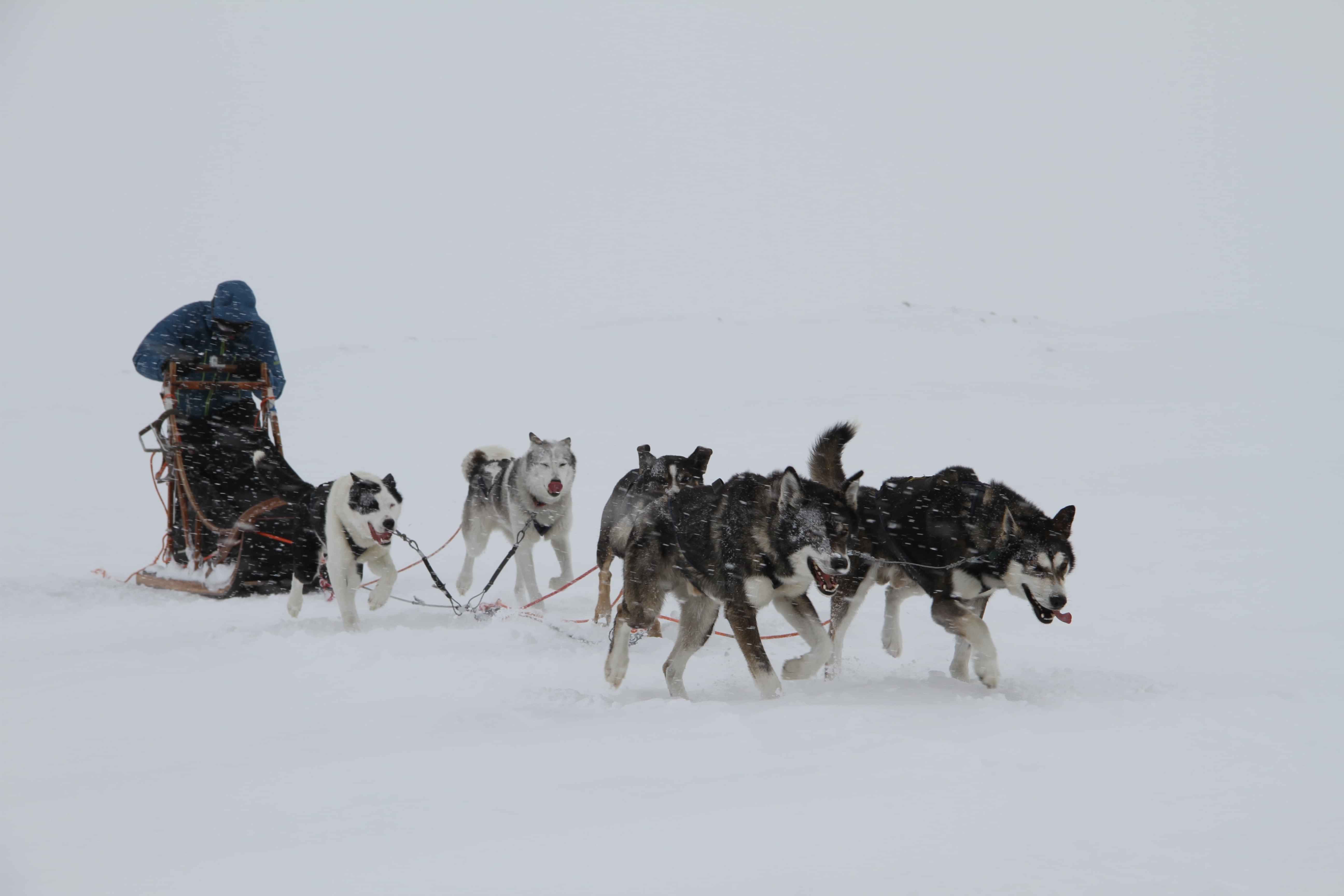 Snowy Trails Husky Safari (10 Km)