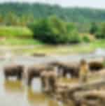 Pinnawala Tour from Colombo and Back (with Lunch) - PVT Transfers