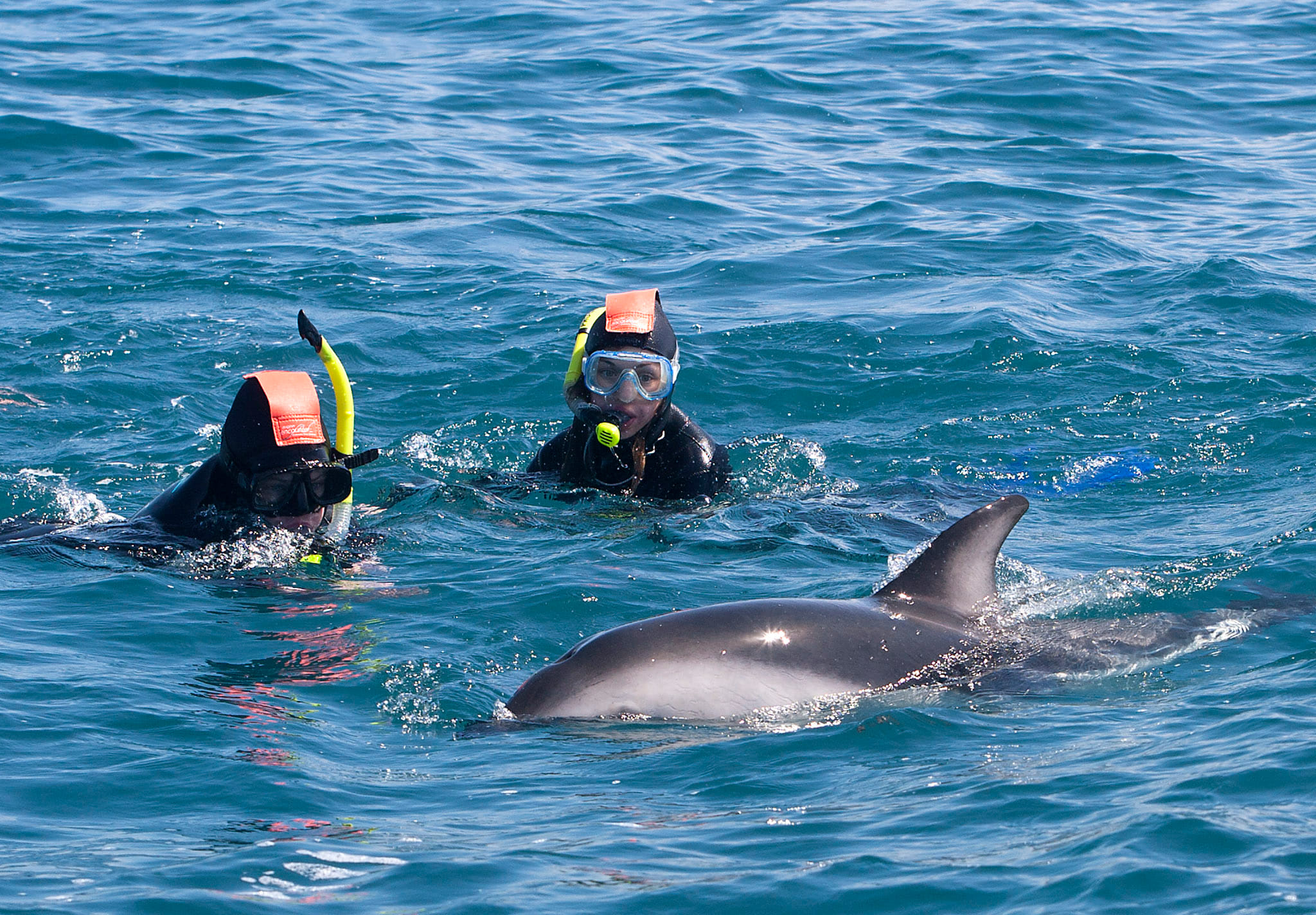  kaikoura swim with dolphins