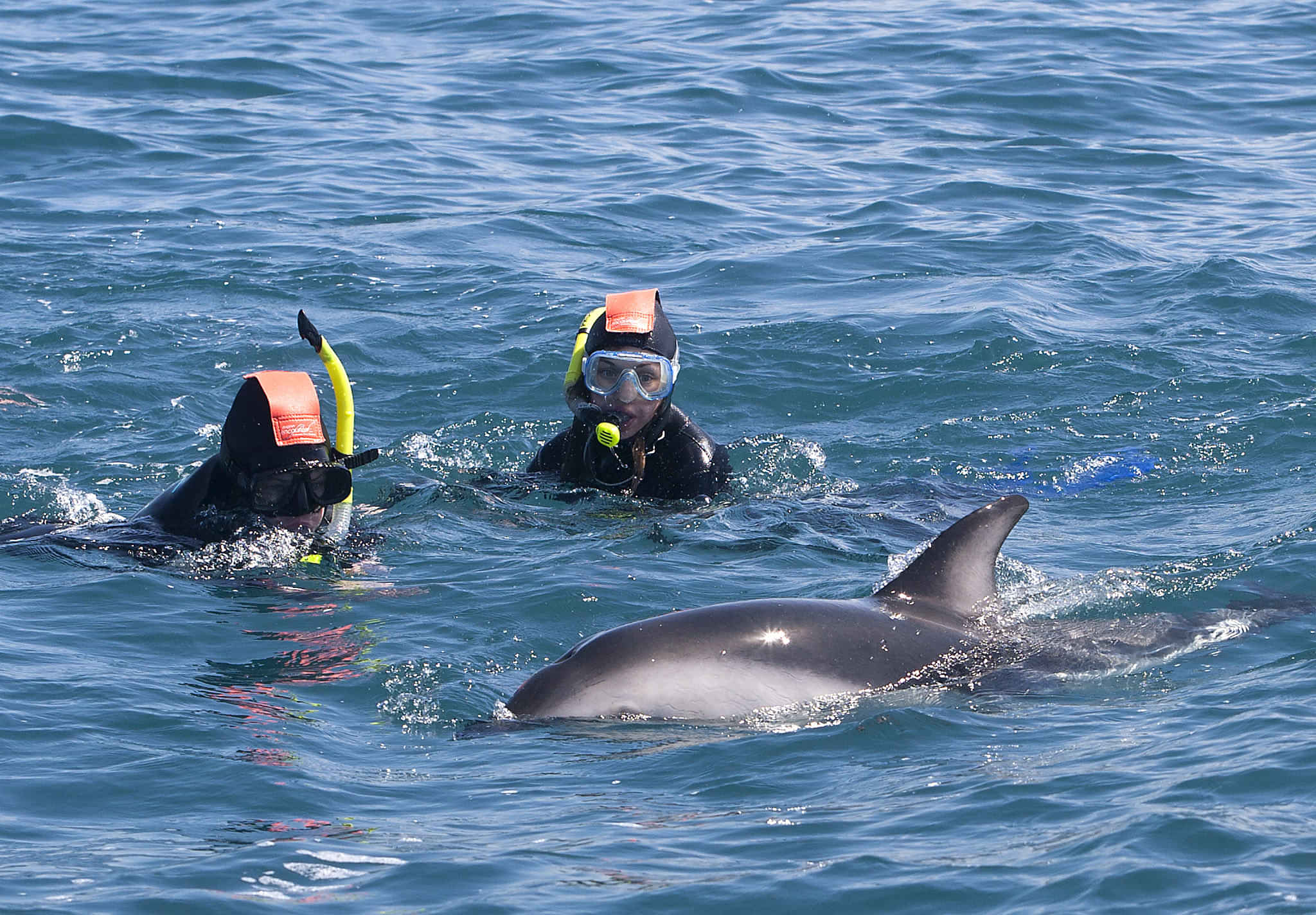  kaikoura swim with dolphins