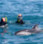 kaikoura swim with dolphins