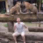 Tiger Kingdom- Take 3 Package ( Cheetah + Big + Medium ) (Pick up for hotels in Patong, Kata, Karon & Kamala)
