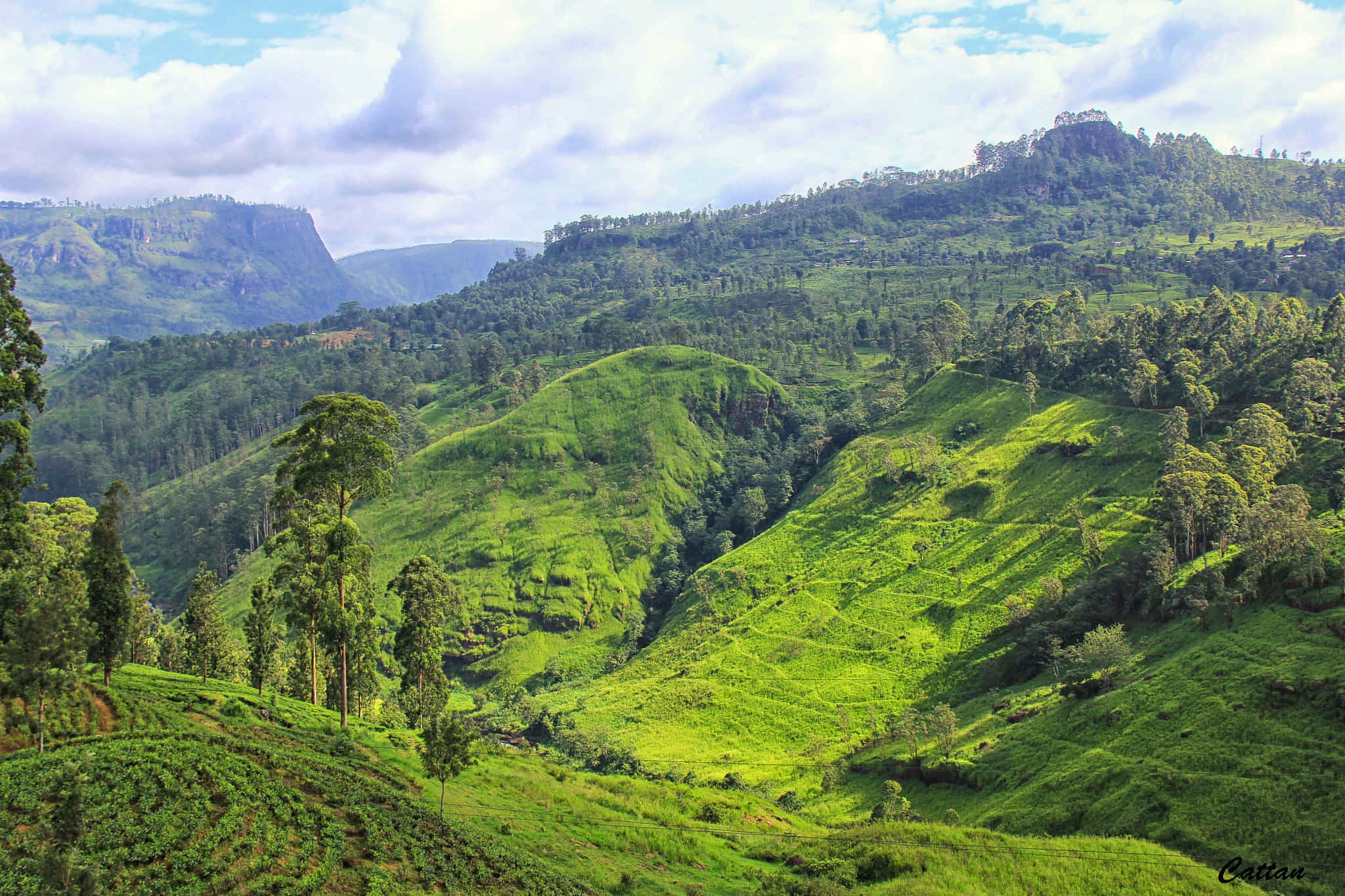 Kandy Tea Plantation Tour